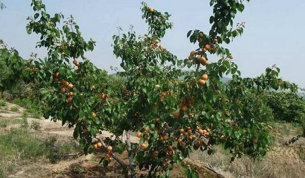 杏树栽培技术要点