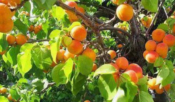 杏树栽培技术要点