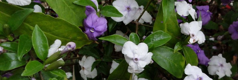 鸳鸯茉莉的养殖方法和注意事项