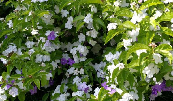 鸳鸯茉莉的养殖方法和注意事项