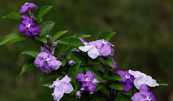 鸳鸯茉莉的养殖方法和注意事项