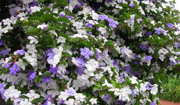 鸳鸯茉莉的养殖方法和注意事项