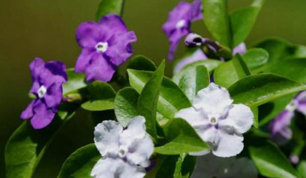 鸳鸯茉莉的养殖方法和注意事项
