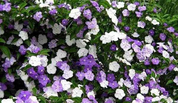 鸳鸯茉莉的养殖方法和注意事项