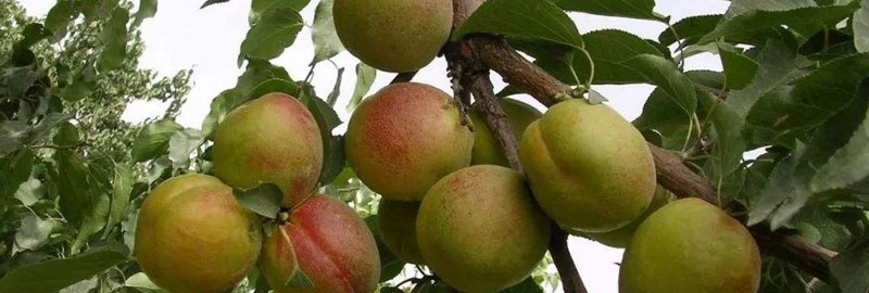 杏树栽培技术要点