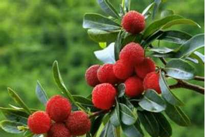 种杨梅的一些小窍门(图1)