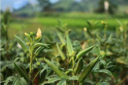 黄秋葵病虫无害化治理经验(图1)