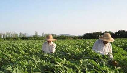 黄秋葵的播种与育苗技术