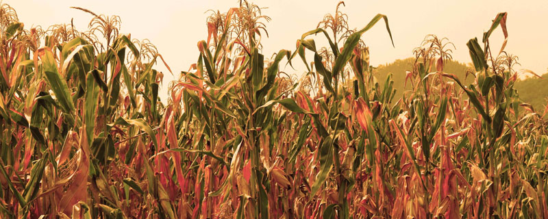 高粱产地介绍(图1) 高粱产地