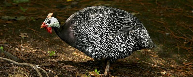 珍珠鸡养殖技术介绍(图1) 珍珠鸡养殖技术