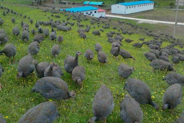 珍珠鸡养殖技术介绍(图4) 珍珠鸡养殖技术