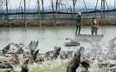 野生大雁种蛋的孵化技术介绍(图1)