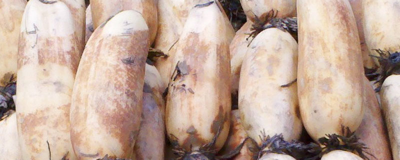 莲藕为什么会变黑介绍(图1) 莲藕为什么会变黑