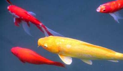 家里养锦鲤要注意什么?(图1) 家里养锦鲤要注意什么?