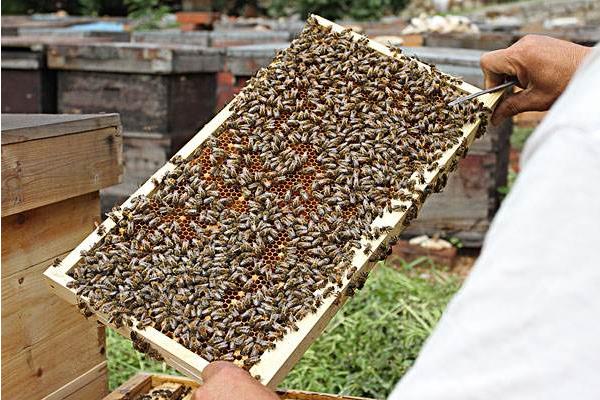 蜂箱消毒多久?(图1) 蜂箱消毒多久?