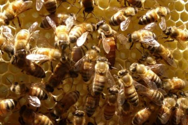 蜂箱消毒多久?(图2) 蜂箱消毒多久?