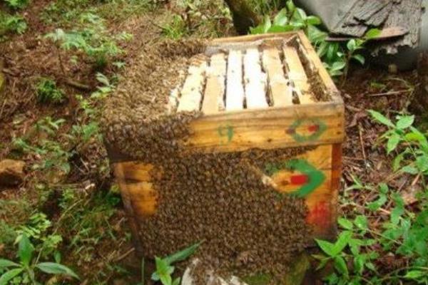 蜂箱消毒多久?(图3) 蜂箱消毒多久?