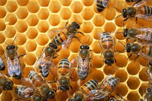 蜂箱消毒多久?(图4) 蜂箱消毒多久?