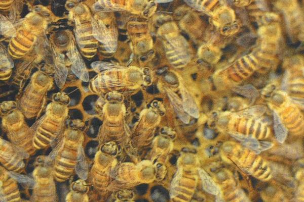 蜂箱消毒多久?(图5) 蜂箱消毒多久?