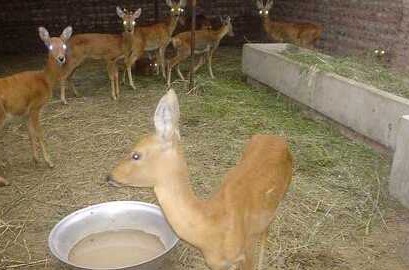 科学养殖狍子需要把好关(图1) 科学养殖狍子需要把好关(图1)