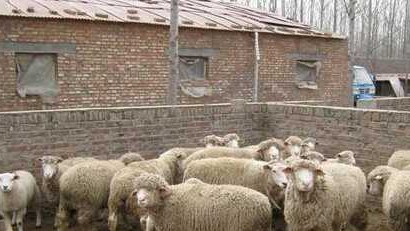 养殖绵羊剪毛时的注意事项(图1)