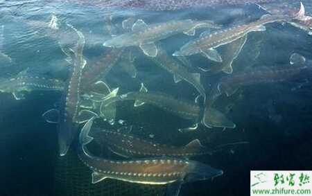 养殖匙吻鲟的人工孵化及管理技术(图1)