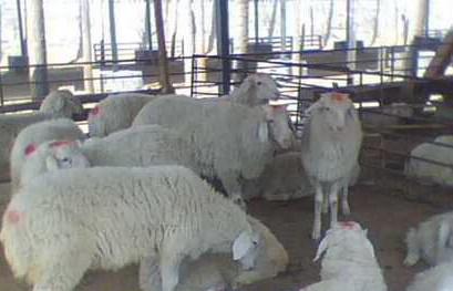 掌握“四要”提高小尾寒羊产羔成活率(图1)