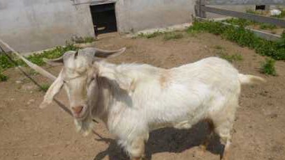 养殖湖羊的一般饲养管理原则(图1)