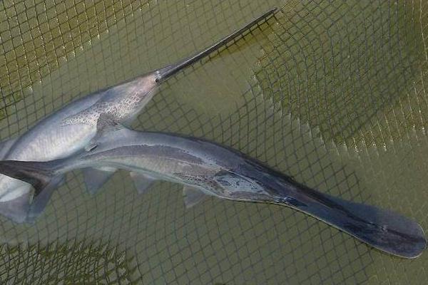 养殖鸭嘴鱼的技术和条件(单养混养都需搭配白鲢)(图3) 养殖鸭嘴鱼的技术和条件 单养混养都需搭配白鲢