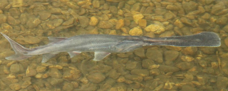 养殖鸭嘴鱼的技术和条件(单养混养都需搭配白鲢)(图1) 养殖鸭嘴鱼的技术和条件 单养混养都需搭配白鲢