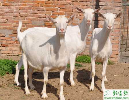 冬季山羊养殖需要抓“五要”(图2)