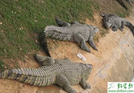 养殖鳄鱼的繁殖前期的饲养(图1)