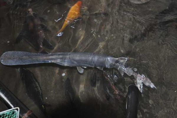 养殖鸭嘴鱼的技术和条件(单养混养都需搭配白鲢)(图2) 养殖鸭嘴鱼的技术和条件 单养混养都需搭配白鲢