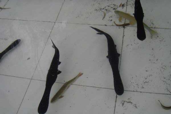 养殖鸭嘴鱼的技术和条件(单养混养都需搭配白鲢)(图4) 养殖鸭嘴鱼的技术和条件 单养混养都需搭配白鲢