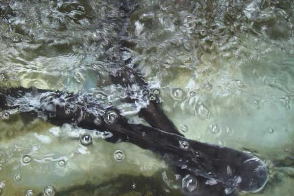 养殖鸭嘴鱼的技术和条件(单养混养都需搭配白鲢)(图5) 养殖鸭嘴鱼的技术和条件 单养混养都需搭配白鲢