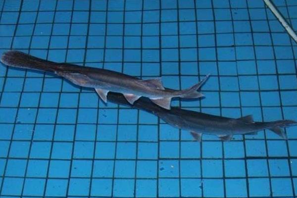 养殖鸭嘴鱼的技术和条件(单养混养都需搭配白鲢)(图6) 养殖鸭嘴鱼的技术和条件 单养混养都需搭配白鲢