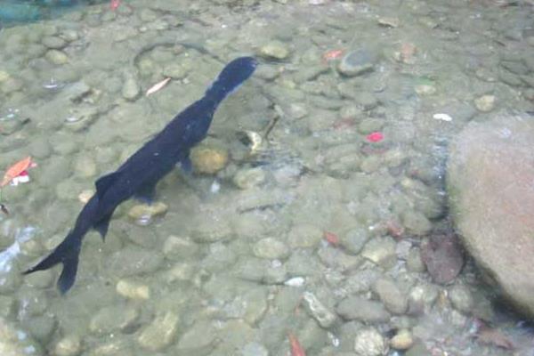 养殖鸭嘴鱼的技术和条件(单养混养都需搭配白鲢)(图7) 养殖鸭嘴鱼的技术和条件 单养混养都需搭配白鲢