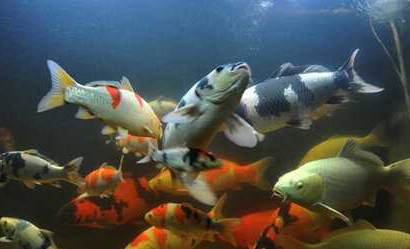 养殖日本锦鲤的管理经验(图1)