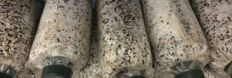 大球盖菇菌种配方 大球盖菇菌种制作周期是多久？