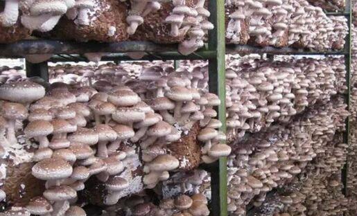 食用菌春季管理方法及技术(图1) 食用菌春季管理方法及技术