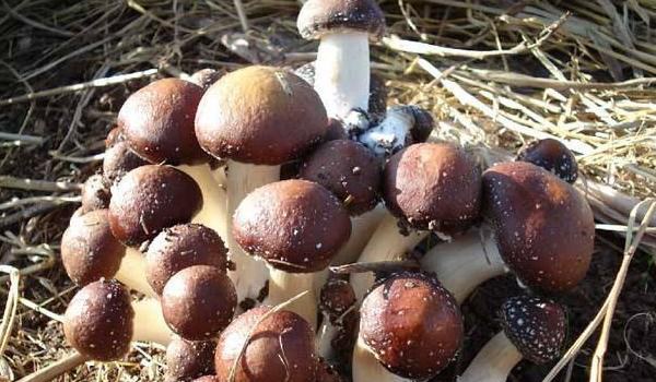 大球盖菇菌种配方 大球盖菇菌种制作周期是多久？