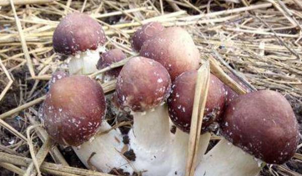 大球盖菇菌种配方 大球盖菇菌种制作周期是多久？