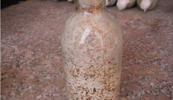 大球盖菇菌种配方 大球盖菇菌种制作周期是多久？