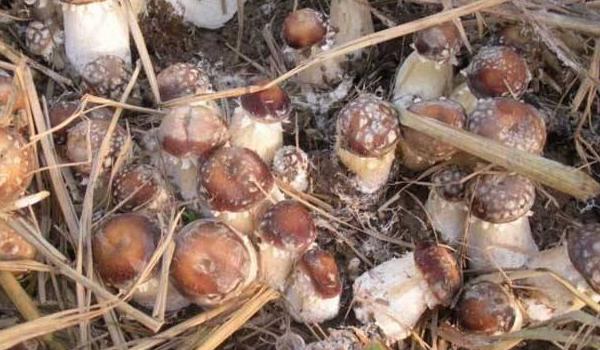 大球盖菇菌种配方 大球盖菇菌种制作周期是多久？