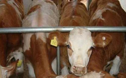 养殖肉牛快速育肥措施(图1)