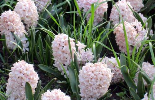 风信子的种植技术有哪些?(图2) 风信子的种植技术有哪些?