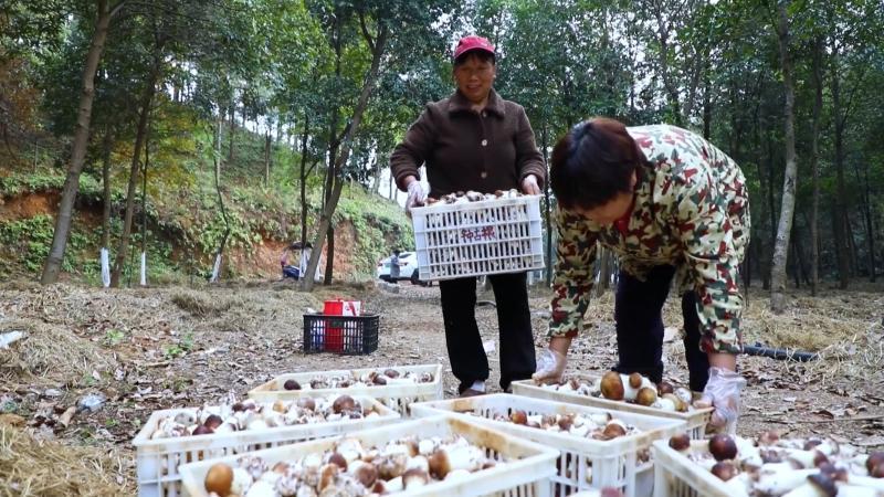 亩产毛利润 3 万 +！分宜钤北林场凭啥靠小小赤松茸，让村民家门口赚钱？(图1)