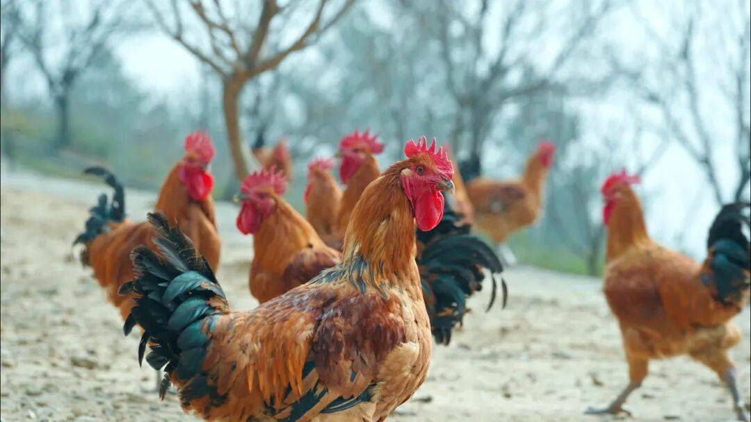 来天曌山吃冬至后第一锅柴火鸡，这才是冬天的正确打开方式！(图3)