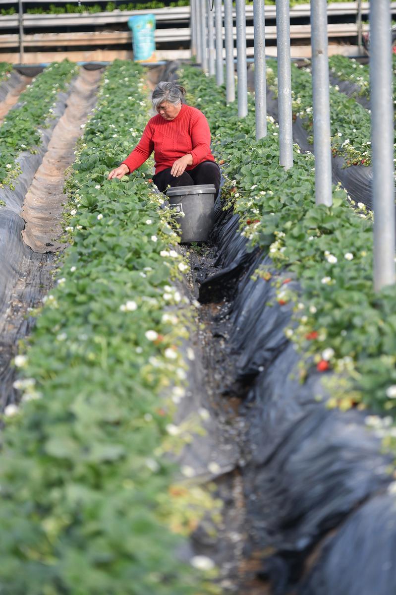 阳台党福音！掌握四季草莓的种植方法和技术，实现全年采摘自由(图1)